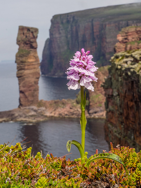 Dactylorhiza maculata with Old Man of Hoy